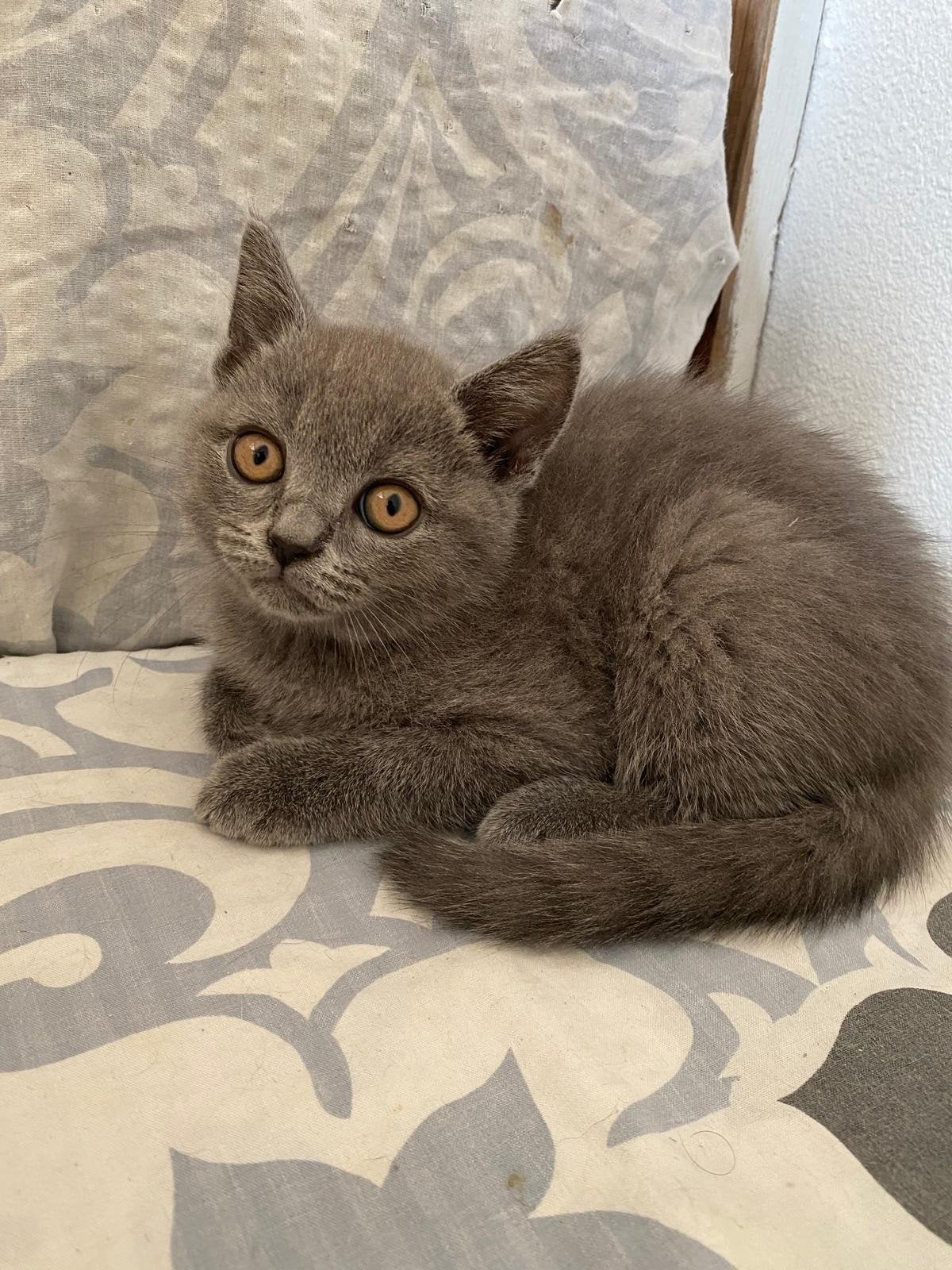 Britse korthaar Kittens, Kater, Ontwormd, 0 tot 2 jaar