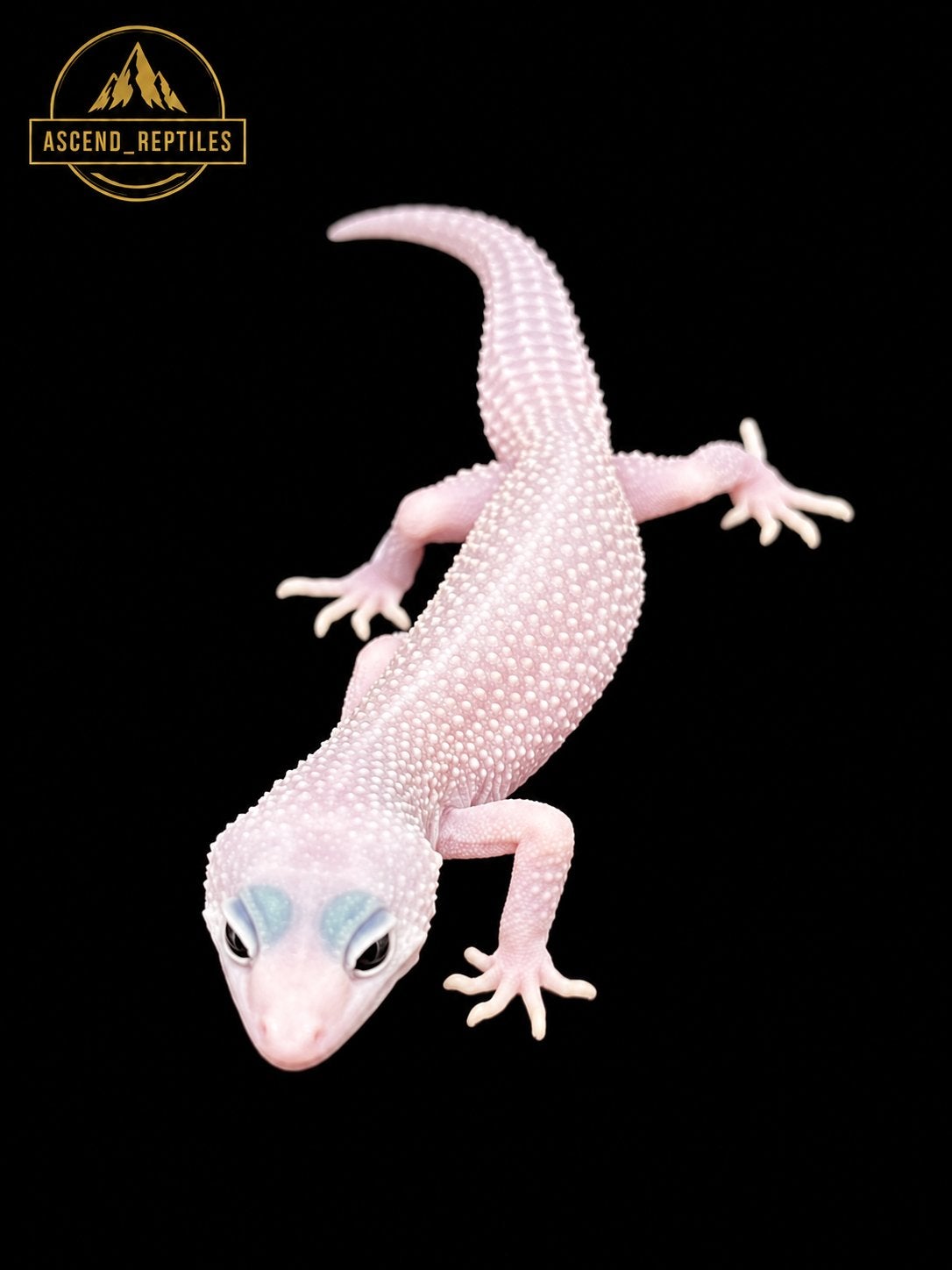 Prachtige Blizzard Luipaardgekko man, Dieren en Toebehoren, Hagedis, 0 tot 2 jaar