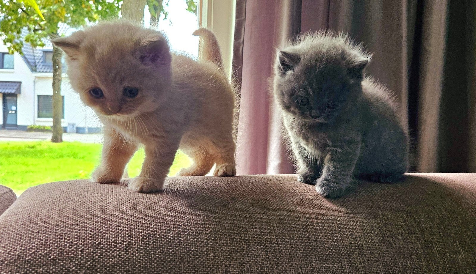 Fijn huisje gezocht voor deze 3 Britse Korthaar katertjes, Kater