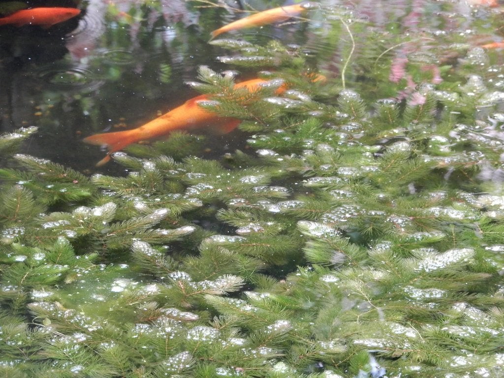 Zuurstofplanten / Vijverplanten, Ophalen, Nieuw, Overige typen