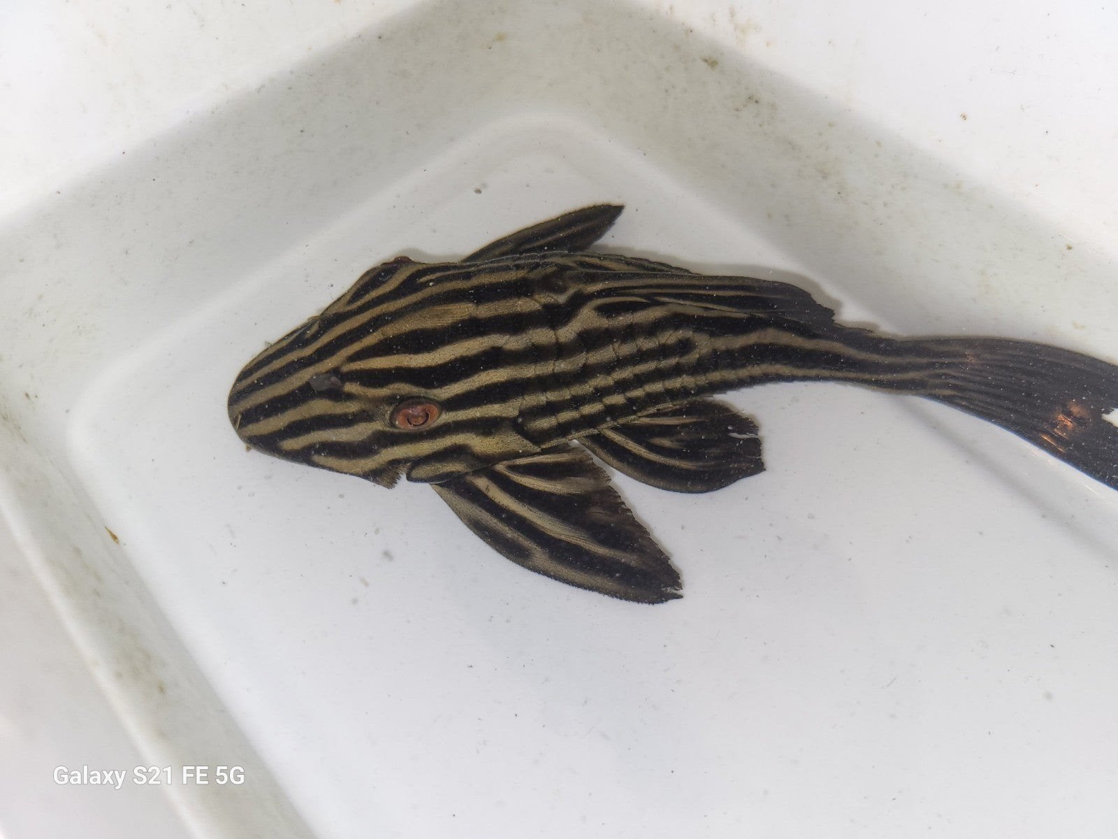 Panaque l027b xingu, Dieren en Toebehoren, Vissen | Aquariumvissen