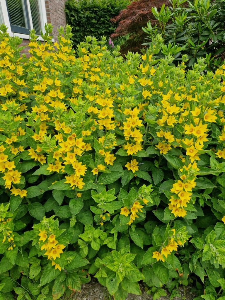 Puntwederik, vaste tuinplant met gele bloemen, Tuin en Terras, Vaste plant, Halfschaduw, Zomer, Ophalen