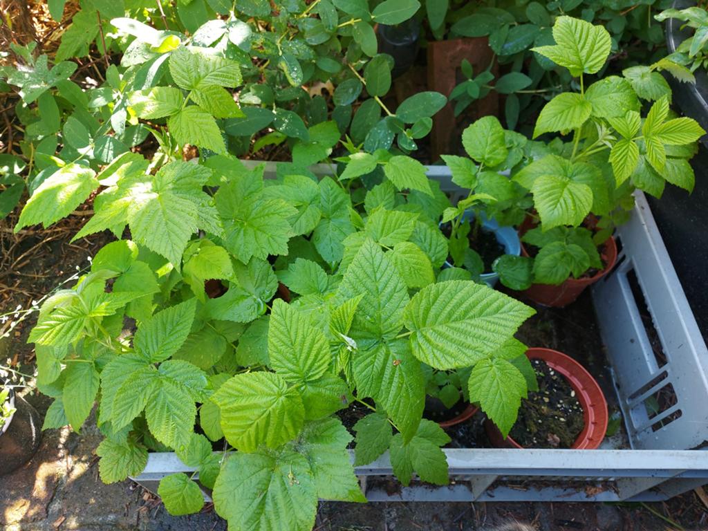 Gele framboos. Goed gewortelde frambozenplanten., Tuin en Terras, Ophalen, Vaste plant, Halfschaduw, Fruitplanten