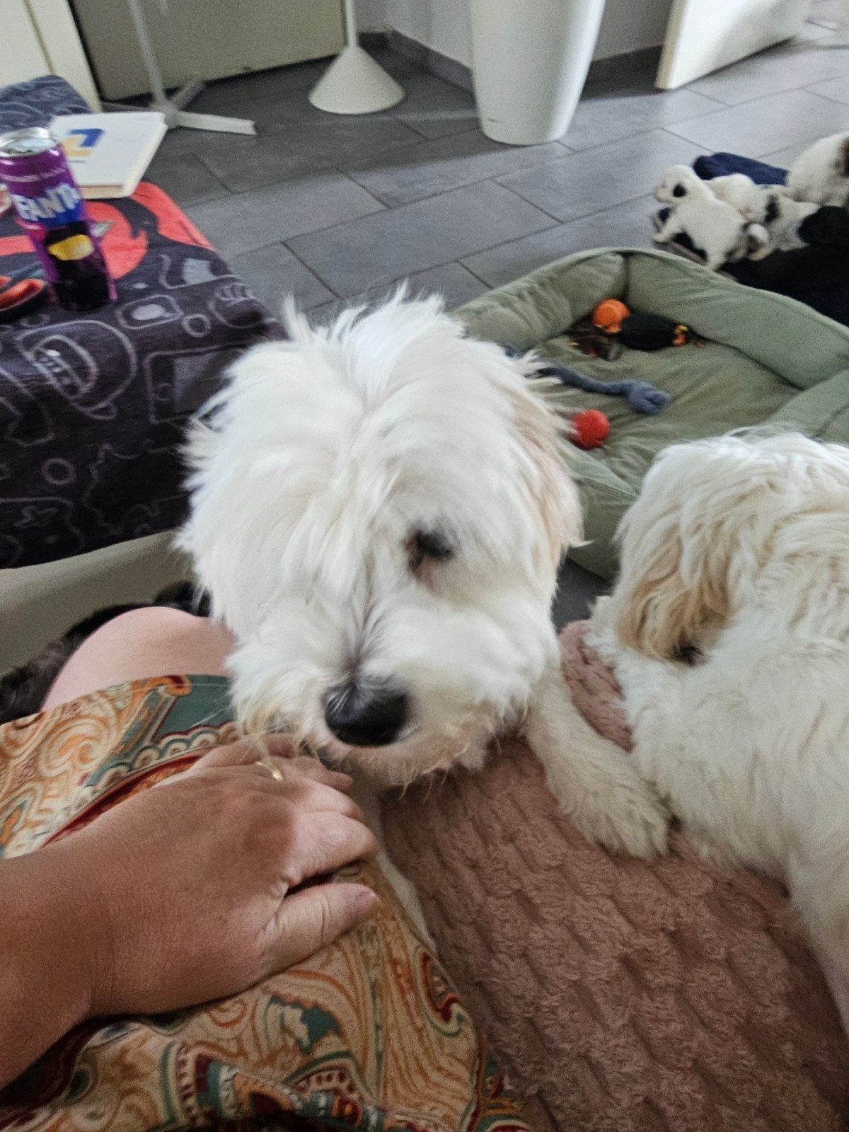 Boomer pups malschi, Reu, Meerdere, Klein, Nederland