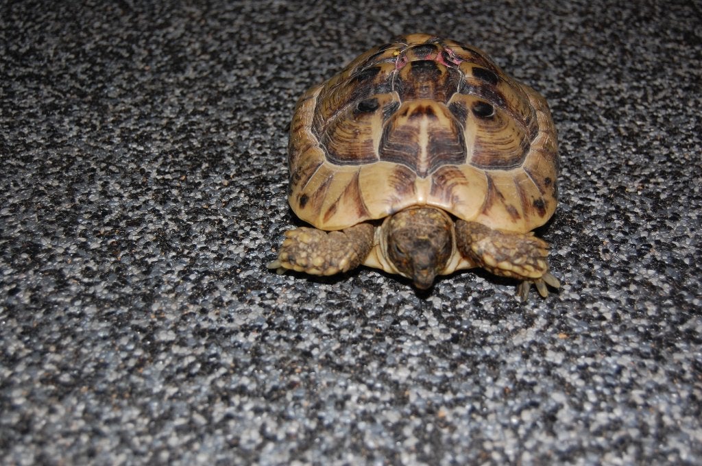 Grieks Schildpadden koppel Tortoise photo 6