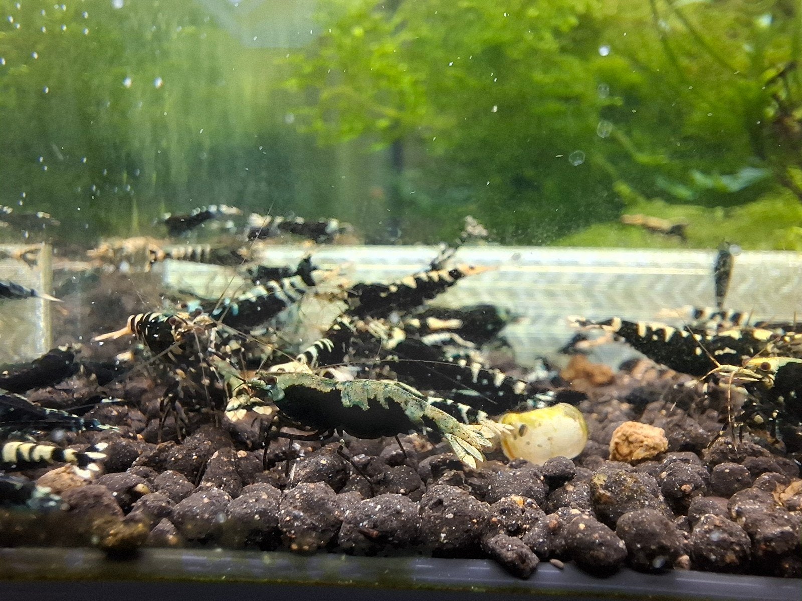Advanced Nanashi (purple metallic gen), Kreeft, Krab of Garnaal