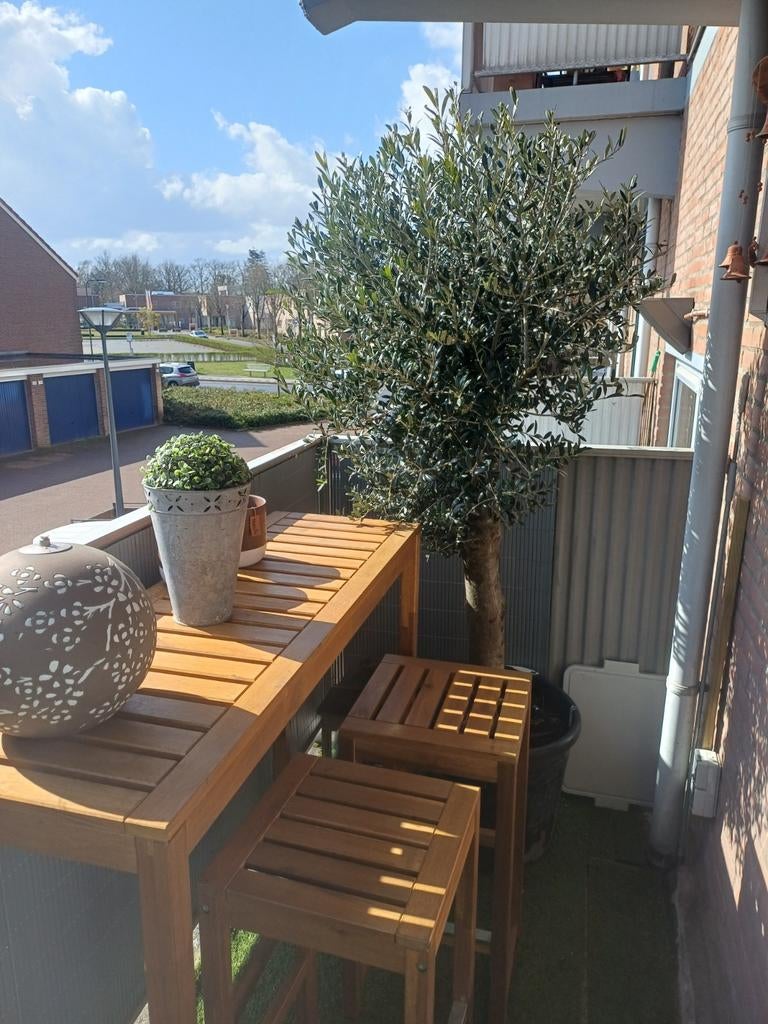 olijfbomen 2 stuks Olea Europaea, 170 hoog, stam 15 cm, Tuin en Terras, Planten | Bomen, Bolboom, 100 tot 250 cm, Volle zon, Zomer