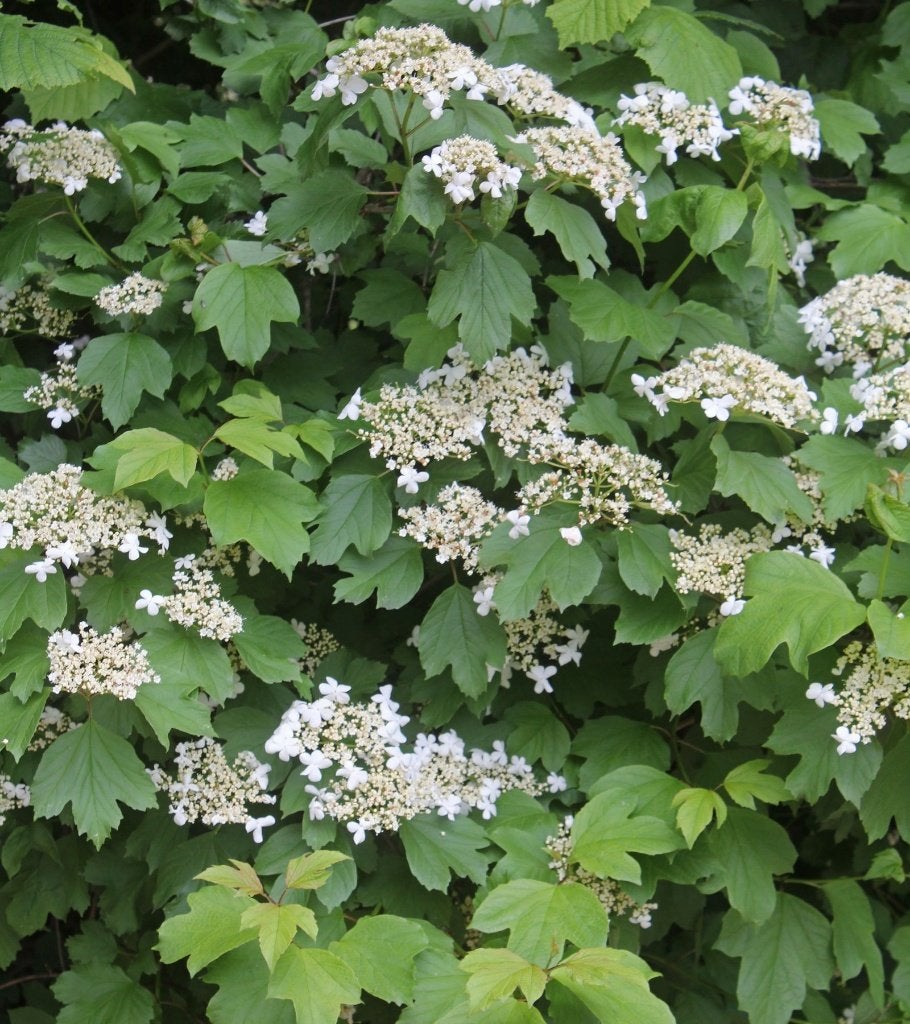Viburnum opulus, sneeuwbal, gelderse roos, inheems, Ophalen of Verzenden, Overige soorten, Struik, Minder dan 100 cm