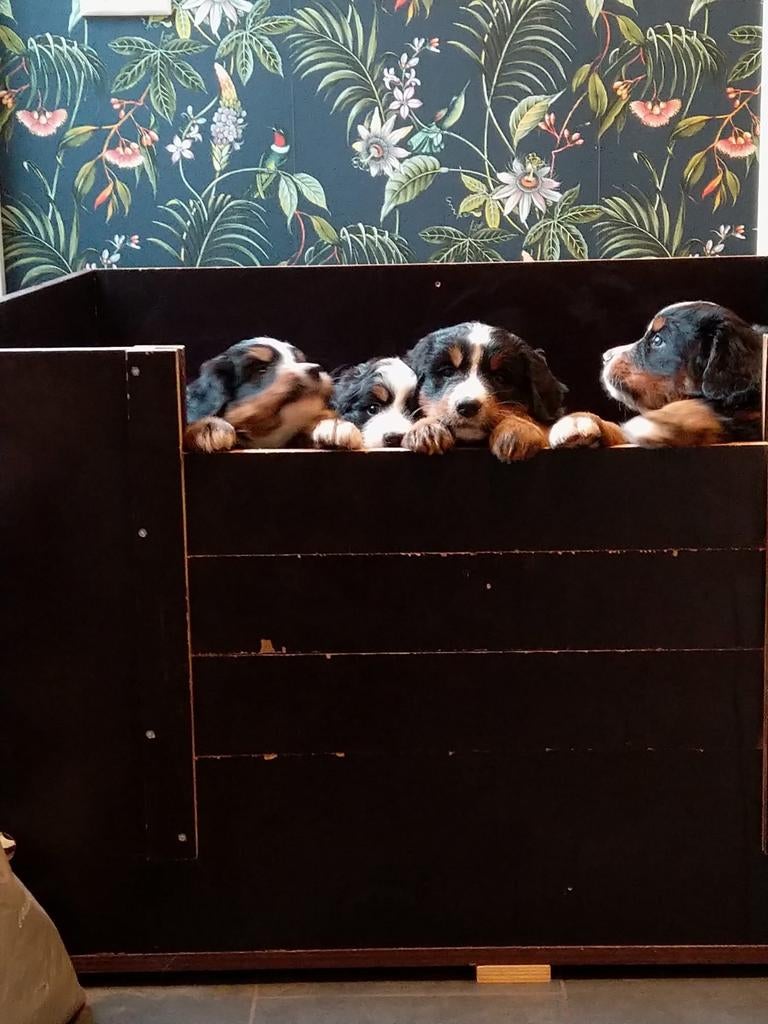 Werpkist grote hond te huur, Dieren en Toebehoren, Hondenhokken, Ophalen, 110 cm of meer, Minder dan 65 cm