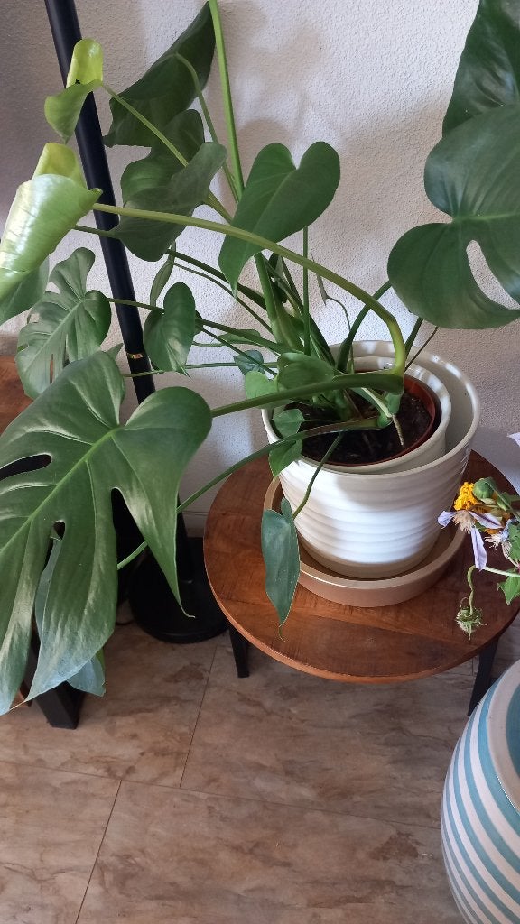 Plant Monstera, Ophalen, Overige soorten, Halfschaduw, Minder dan 100 cm