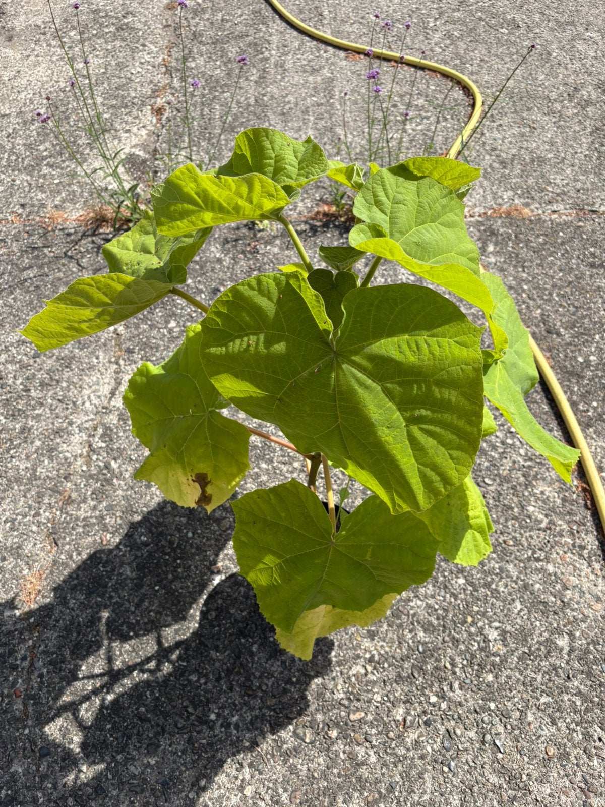 Paulownia tomentosa - Keizersboom (20 stuks beschikbaar), Overige soorten, Lente, Minder dan 100 cm, Ophalen