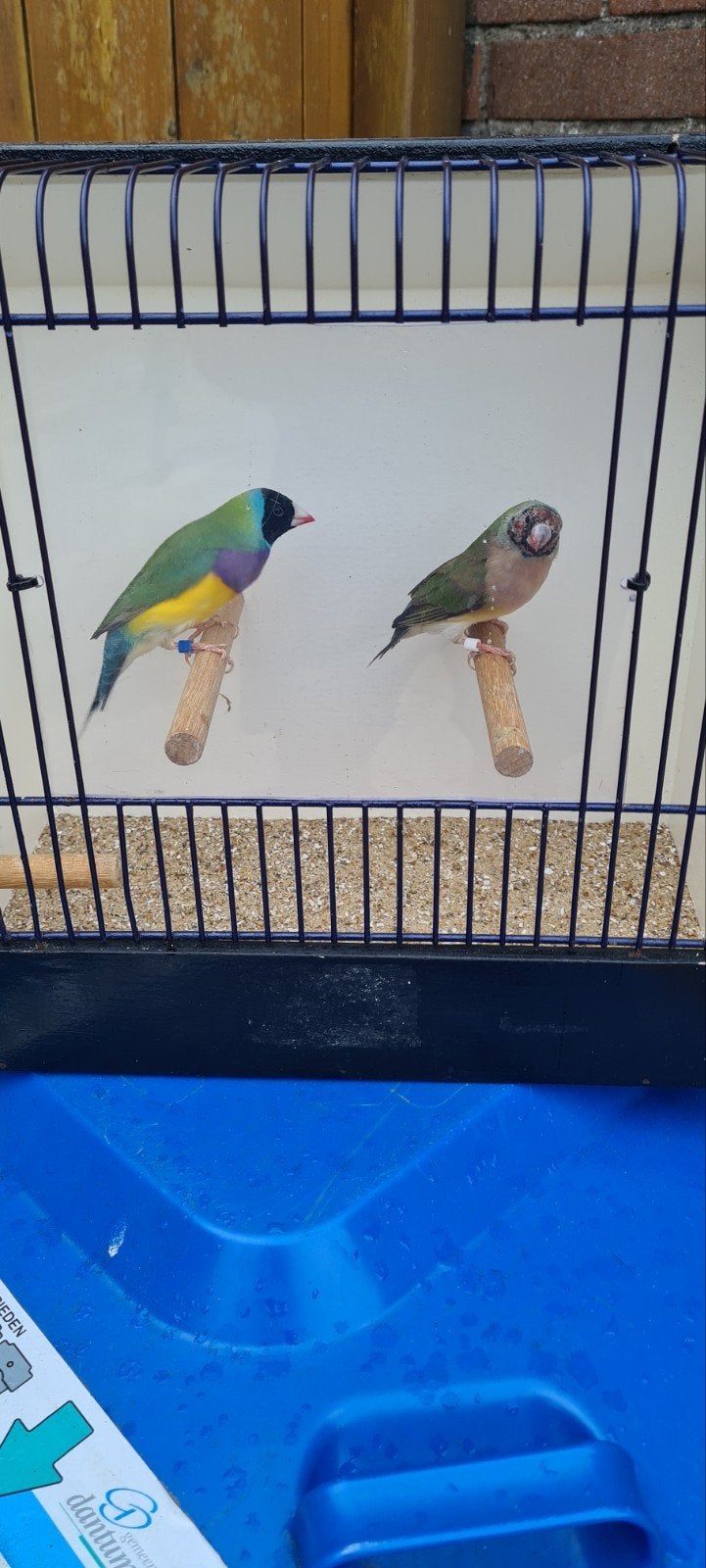 goulds amadines, Dieren en Toebehoren, Meerdere dieren, Tropenvogel, Geringd