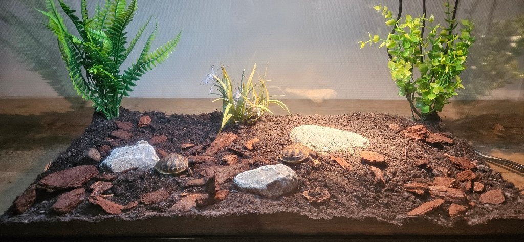 Griekse landschildpadden met compleet terrarium Tortoise photo 2