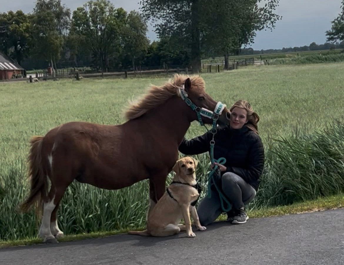 Paard/pony gezocht