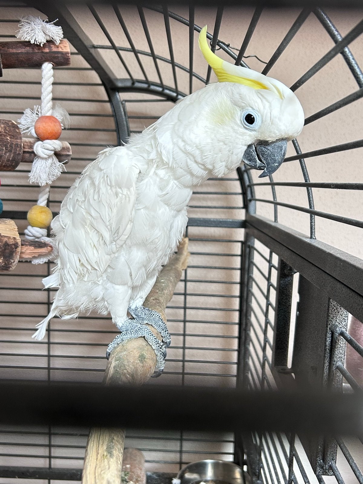 Kleine Geelkuif kaketoe, Dieren en Toebehoren, Mannelijk, Papegaai, Pratend