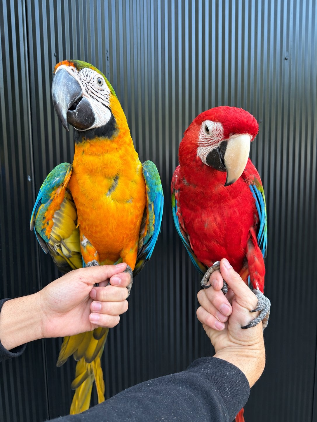 Koppel Ruby ara & Catalina ara 2025, Dieren en Toebehoren, Meerdere dieren, Papegaai, Pratend