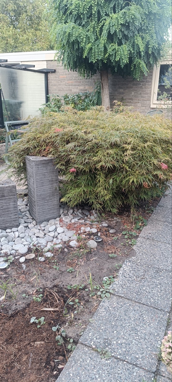 Grote Japanse Esdoorn €750, Tuin en Terras, Ophalen, Esdoorn