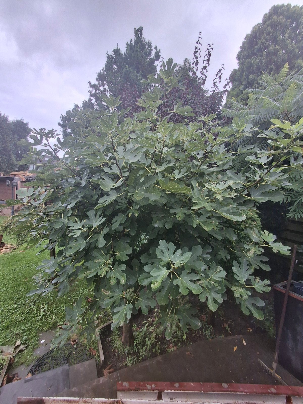 vijgenboom, Overige soorten, 100 tot 250 cm, Zomer, Ophalen