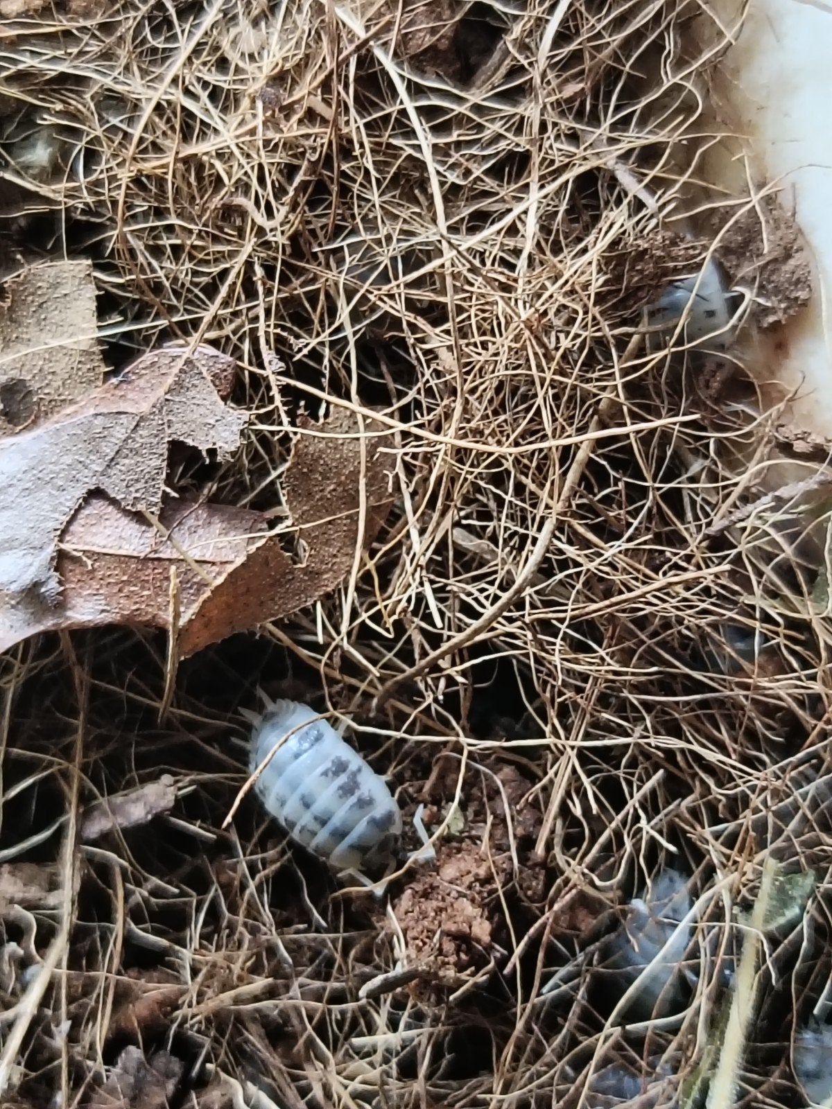 Isopod Dairy Cow (Pissebedden), Dieren en Toebehoren