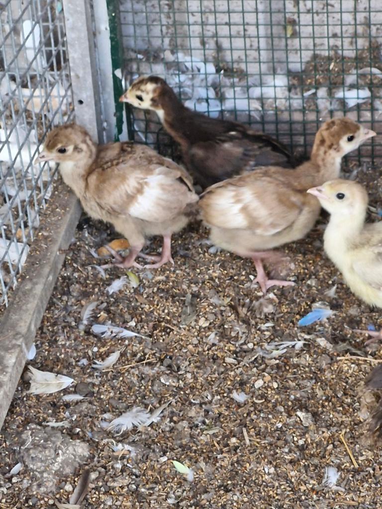 8 jonge kalkoenen, Dieren en Toebehoren, Pluimvee, Meerdere dieren, Kalkoen