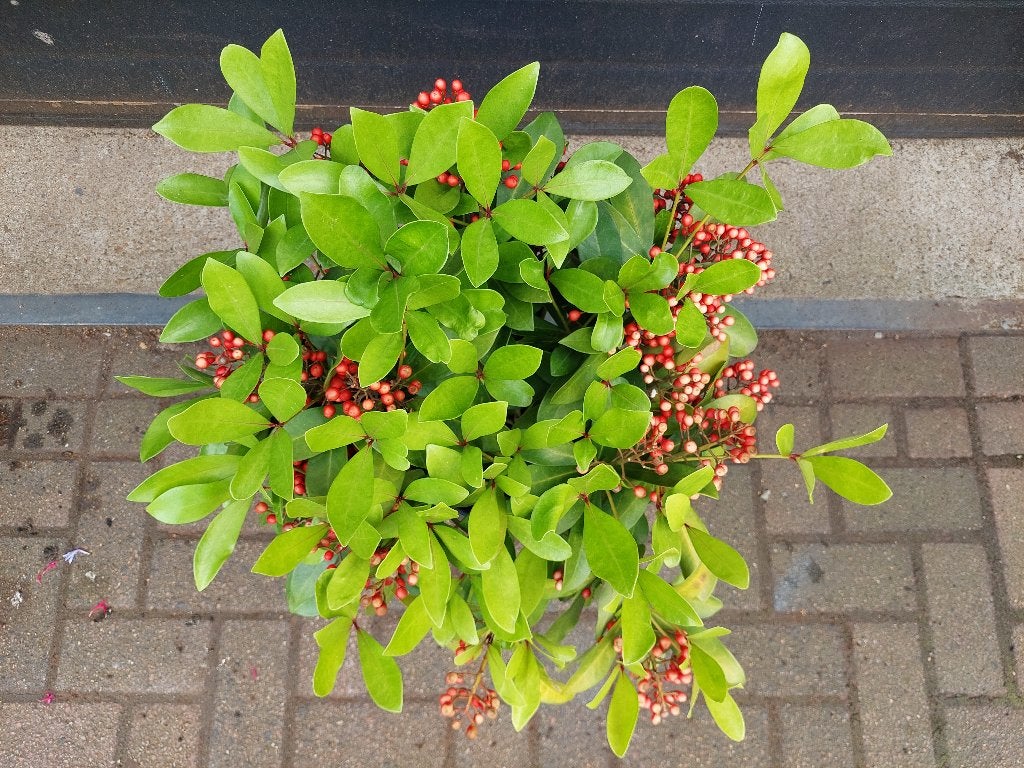 Skimmia Japonica ‘Pabella’ - Wintergroene heester H: 65 cm., Ophalen, Overige soorten, Struik, Minder dan 100 cm