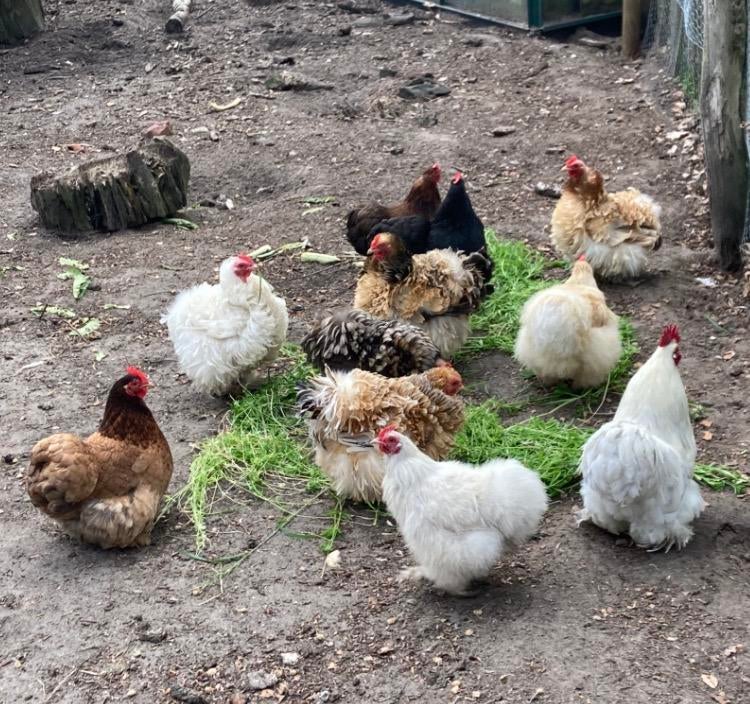 Broedeieren Cochin krieltjes te koop, Dieren en Toebehoren, Pluimvee, Kip, Geslacht onbekend