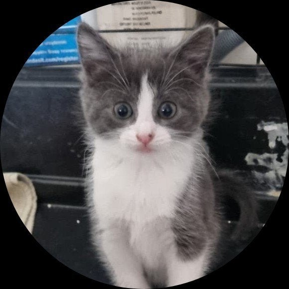 1 mannelijke en 1 meisjes kittens, 6 weken oud., Kater
