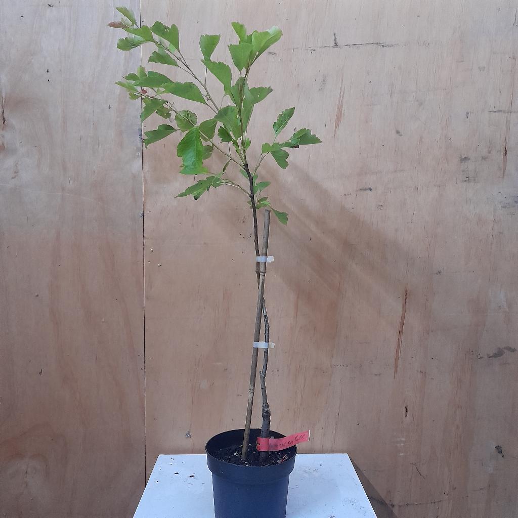 Meidoorn big ball, Lente, Minder dan 100 cm, Volle zon, In pot