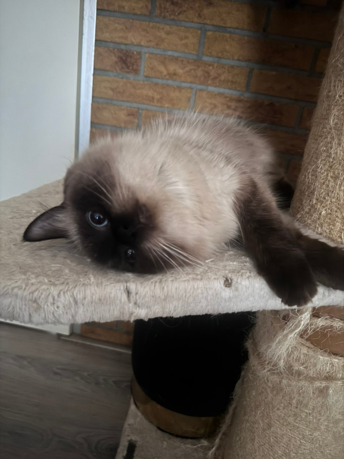 Laatste 2 Ragdoll kittens (vrouwtjes) van 9 weken, Dieren en Toebehoren, Katten en Kittens | Raskatten | Langhaar, Poes, Ontwormd