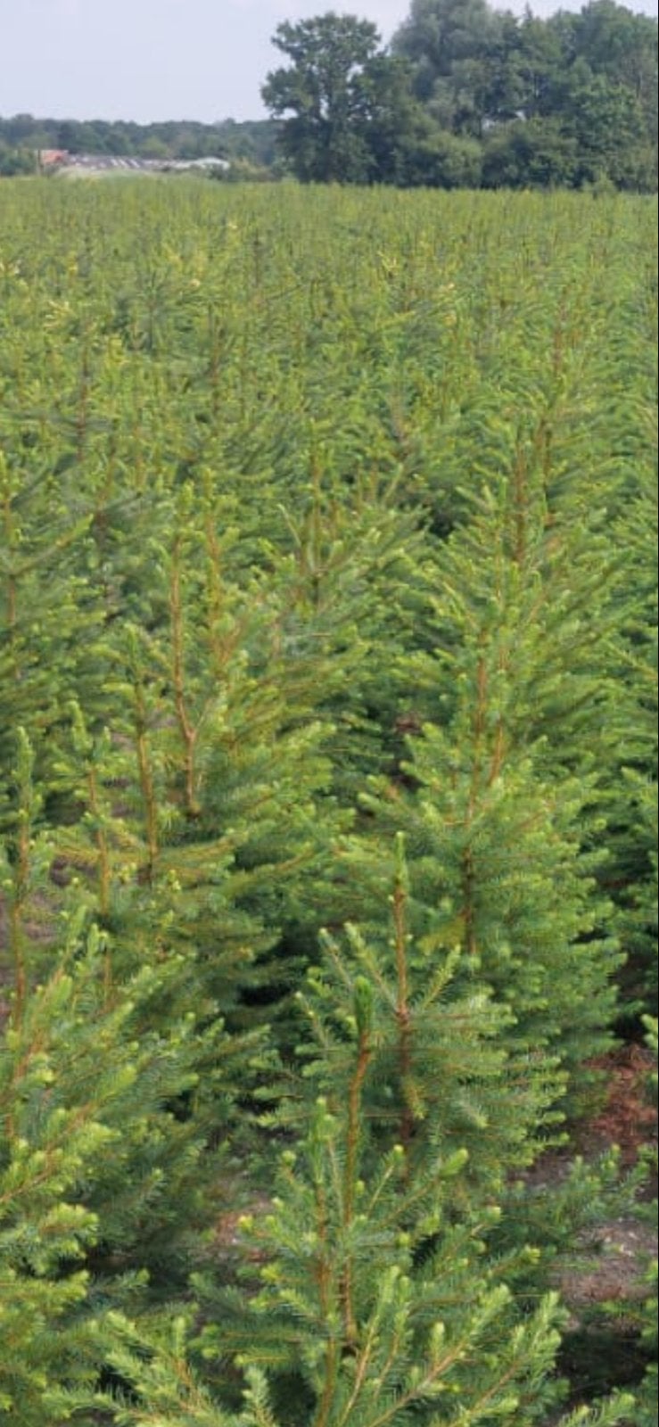 Kerstbomen in Pot, siertakken en kerstspulletjes, Bloeit niet, Halfschaduw, Overige soorten, 100 tot 250 cm