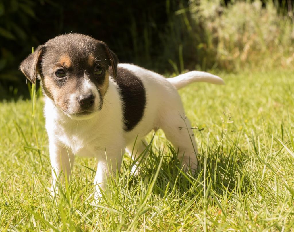 Jack russel pups, Particulier, Jack Russell Terriër, Reu, 8 tot 15 weken
