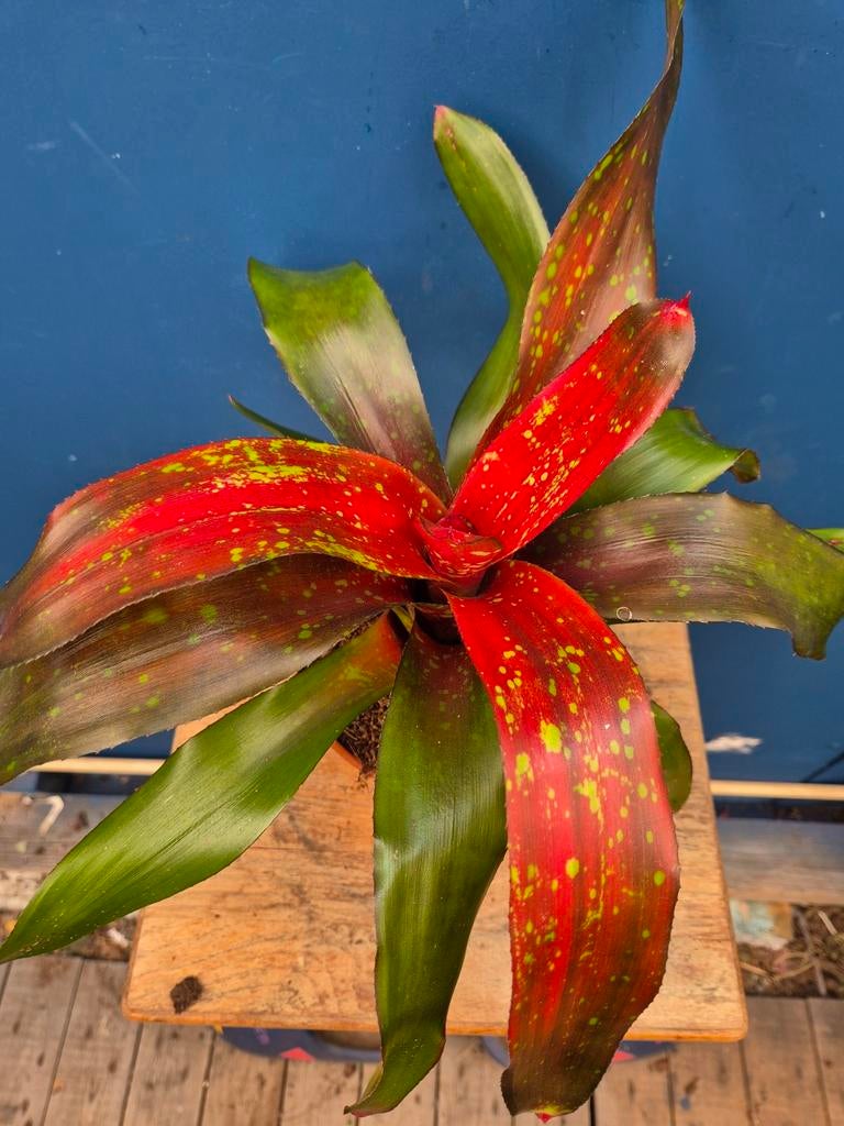 Neoregelia p15 (2), Huis en Inrichting, Kamerplanten, Ophalen of Verzenden, Halfschaduw, Minder dan 100 cm