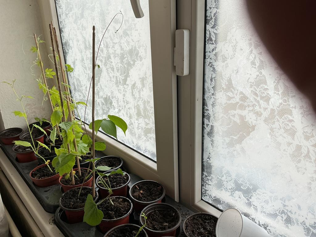 Surinaamse tropische - sopropo/sim/oker,tajerblad,selderij,, Groenteplanten, Eenjarig, Ophalen of Verzenden, Halfschaduw