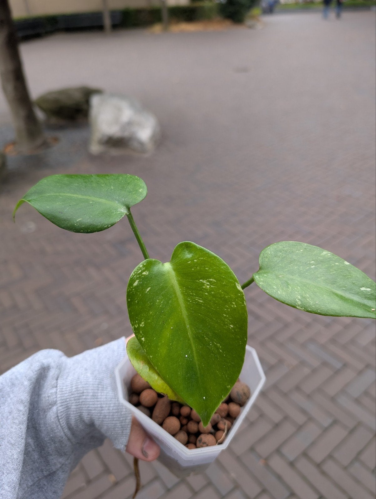 Monstera White Monster (Laag) Variegata #1, Ophalen of Verzenden, Halfschaduw, Minder dan 100 cm