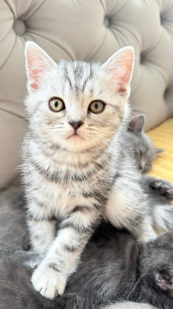 Britse korthaar kittens / mogen direct nestje verlaten, Dieren en Toebehoren, Katten en Kittens | Raskatten | Korthaar, Meerdere dieren