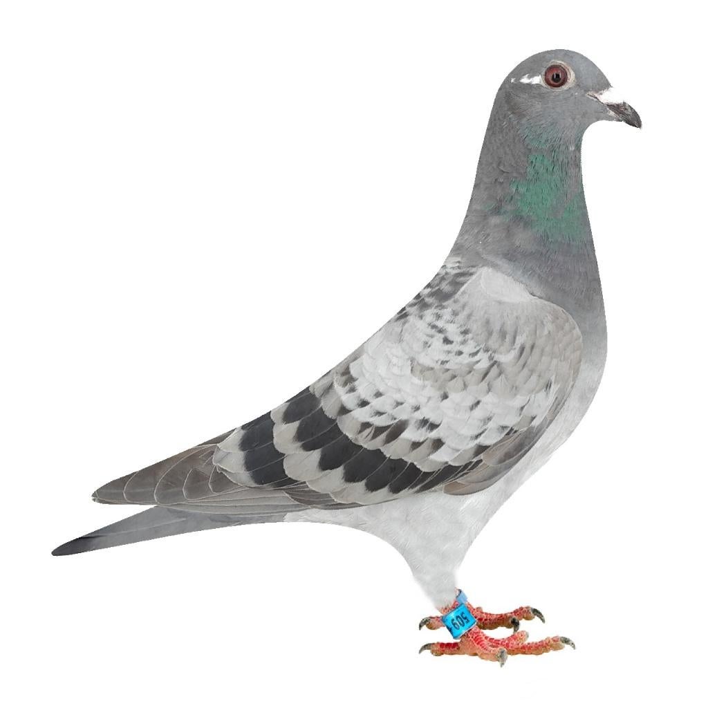 Jonduif Duivin Adri van der Linden ,Jan Hooymans, Dieren en Toebehoren, Vogels | Duiven, Vrouwelijk, Postduif