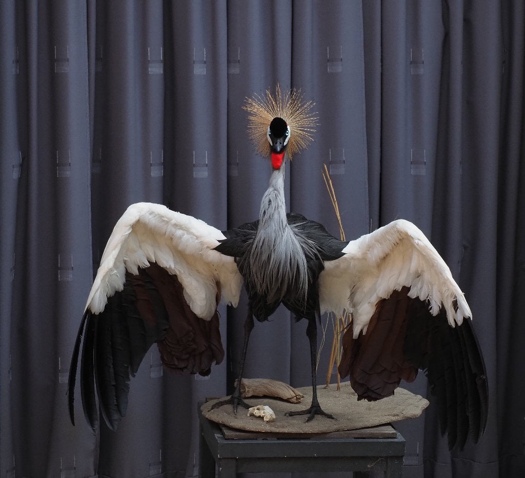 Opgezette Kroonkraanvogel, Verzamelen, Ophalen, Nieuw, Vogel, Opgezet dier