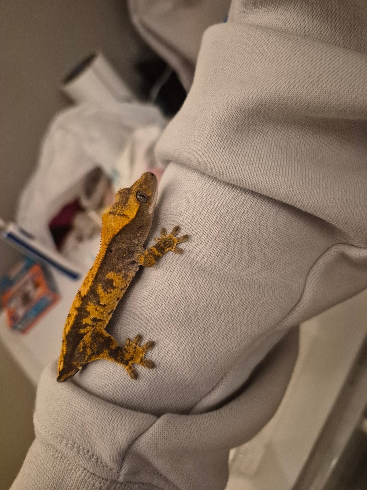 2 baby wimper gekko's te koop Crested Gecko photo 4