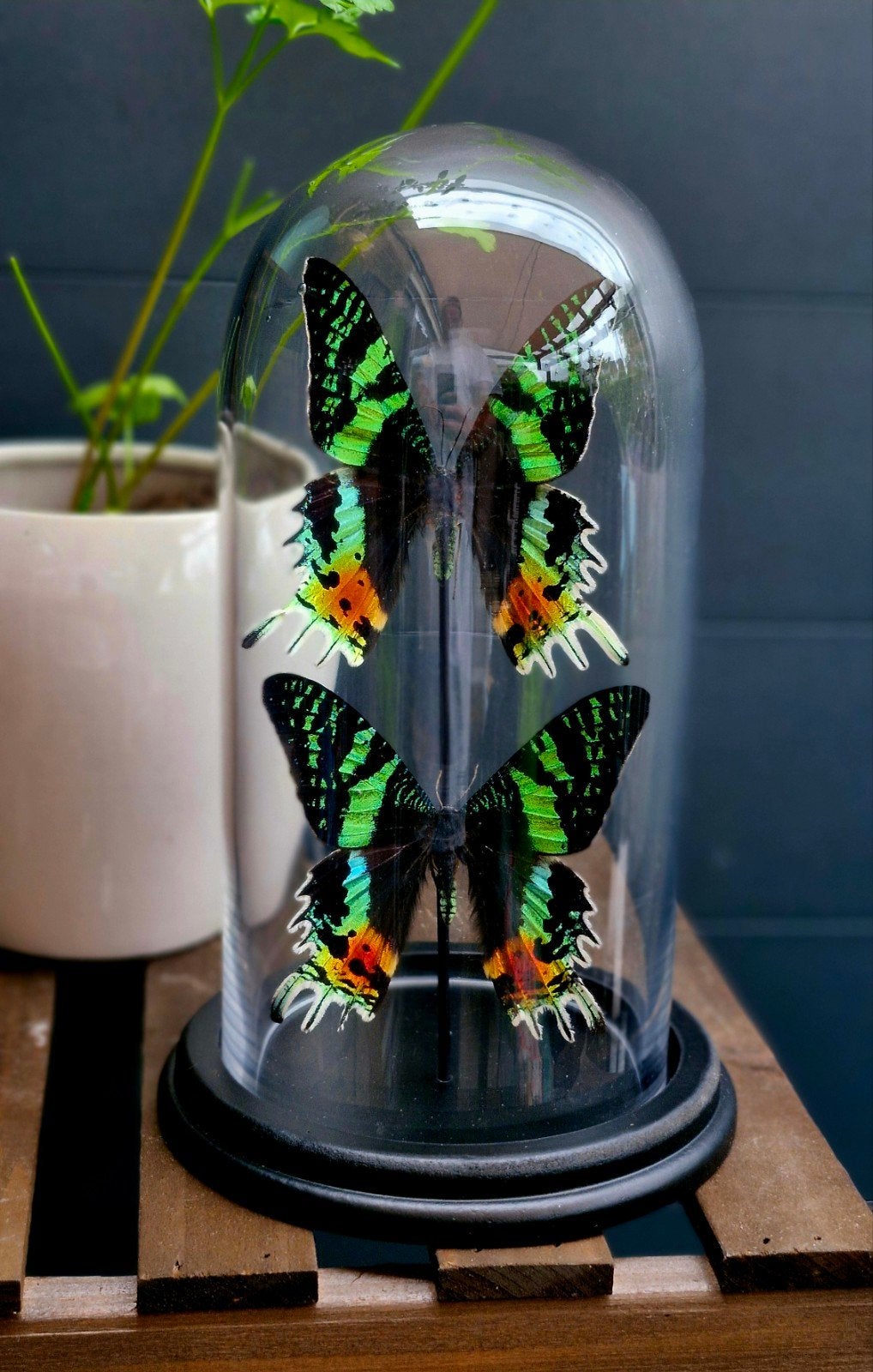 Opgezette vlinders,  stolp, Verzamelen, Dierenverzamelingen, Ophalen of Verzenden, Nieuw, Insect, Opgezet dier