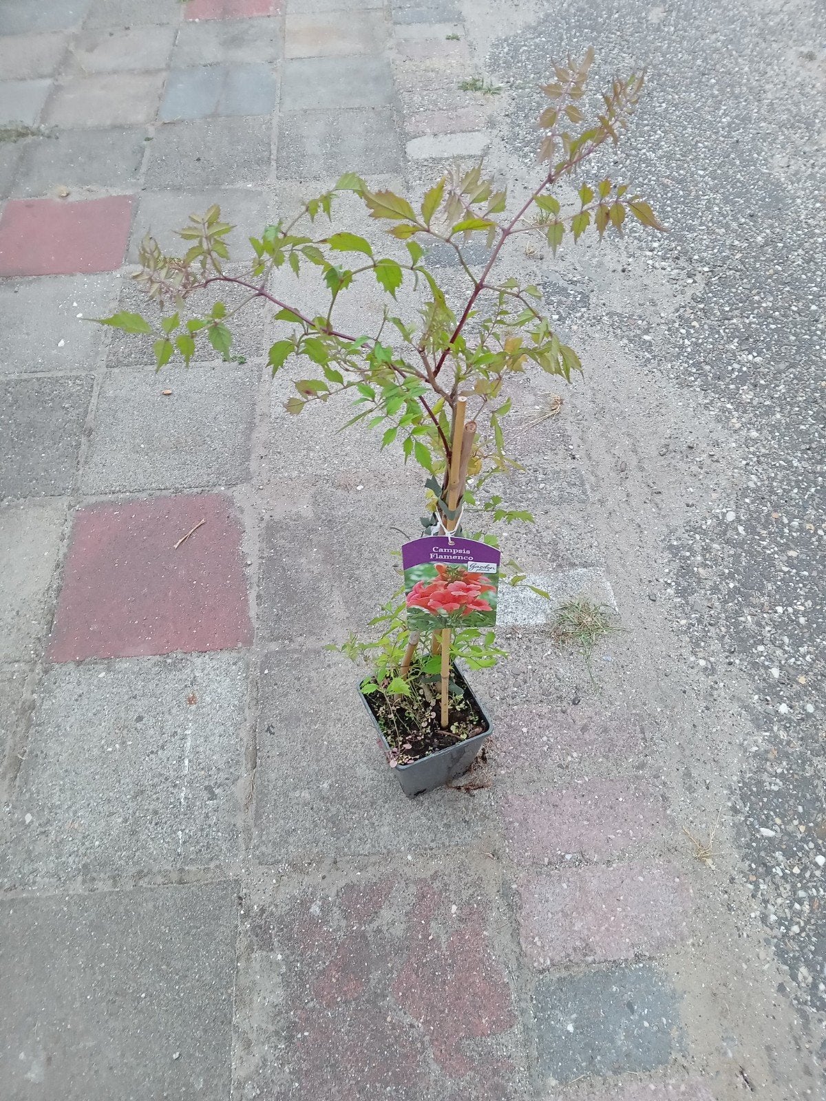 Campsis Flamenco - Klimplant voor een kleurrijke tuin, Volle zon, Vaste plant, Ophalen of Verzenden, Klimplanten