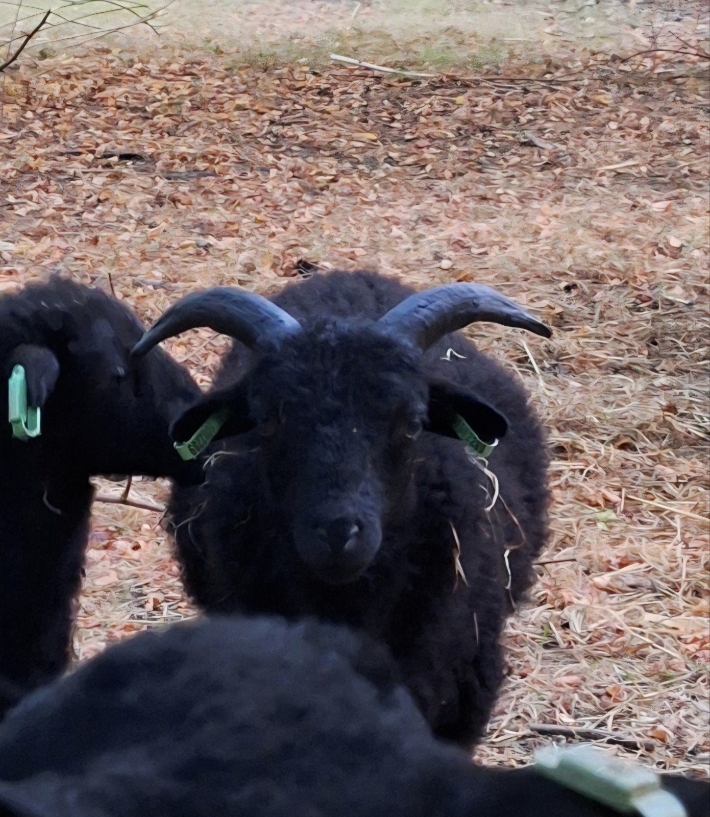 Ouessant ramlammeren, Dieren en Toebehoren, Schapen, Geiten en Varkens, Vrouwelijk, Schaap