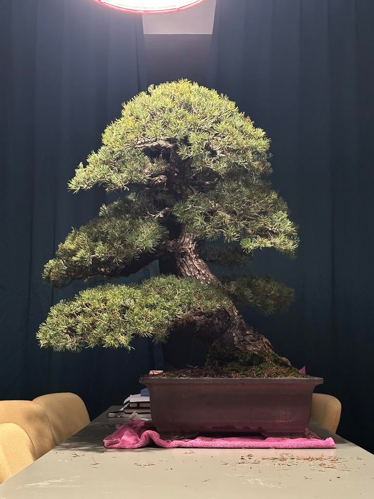 Pinus parviflora zuisho bonsai, Tuin en Terras, Planten | Bomen, Ophalen, Bloeit niet, Volle zon, Overige soorten