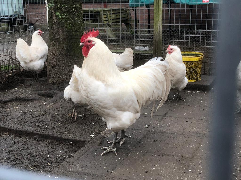 Broedeieren australorp wit (zeldzaam), Dieren en Toebehoren, Pluimvee, Geslacht onbekend, Kip