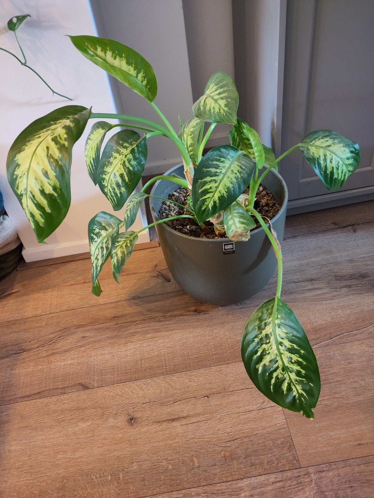 Dieffenbachia kamerplant in pot, Huis en Inrichting, Ophalen, Overige soorten, Halfschaduw, In pot