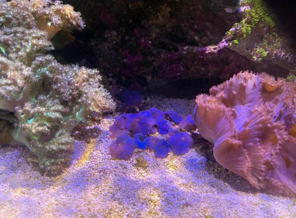 Discosoma Ultra Blue (Blauwe Oren) – Frag – Mini Reef Lab, Dieren en Toebehoren, Overige typen, Zoutwatervis