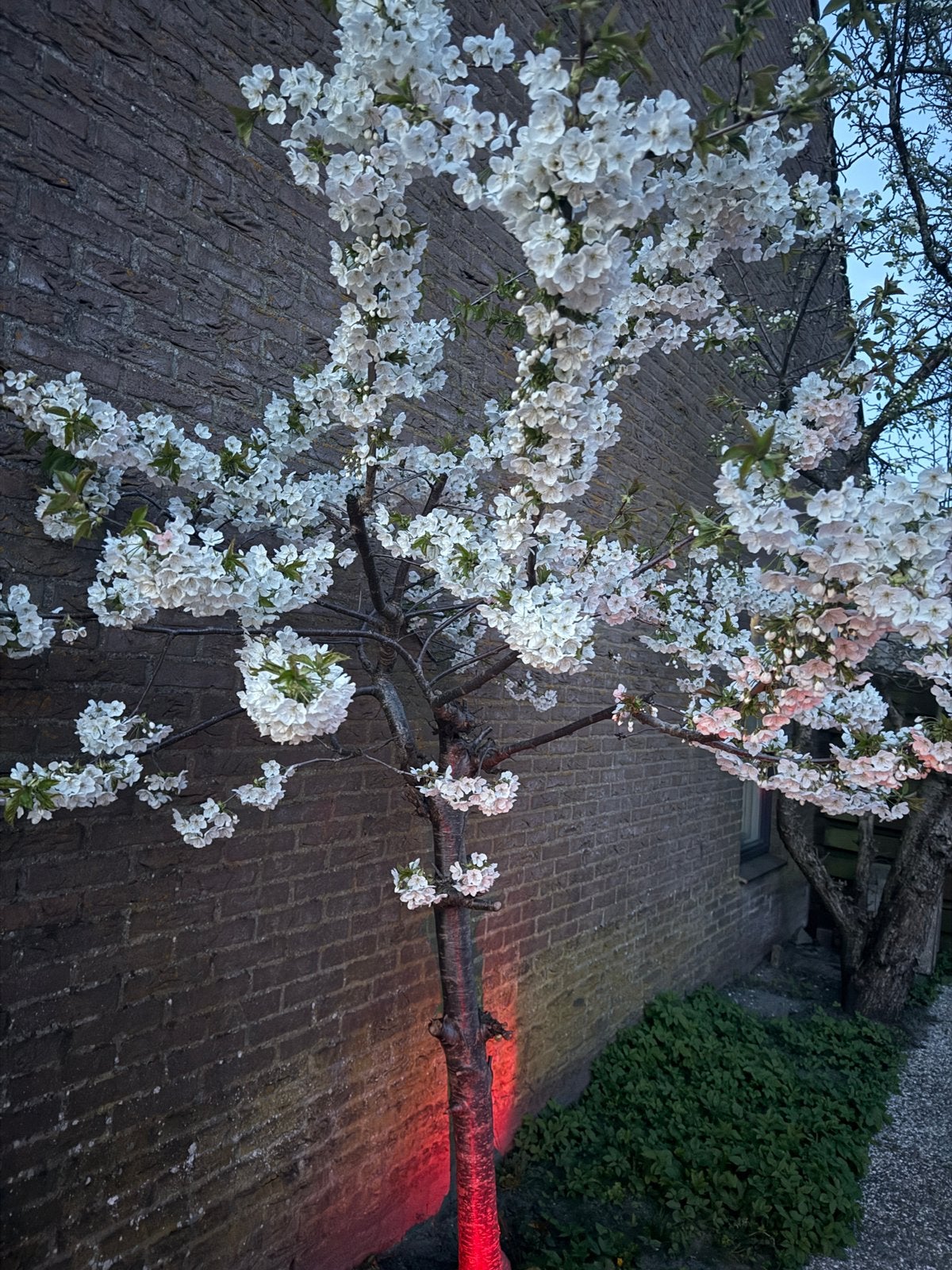 Prachtige volwassen kersenboom te koop, Tuin en Terras, Overige soorten, Lente, 100 tot 250 cm, Ophalen