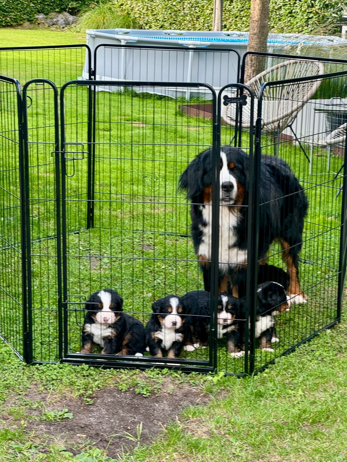 Berner Sennen pups, Reu, Groot, Eén hond, Nederland