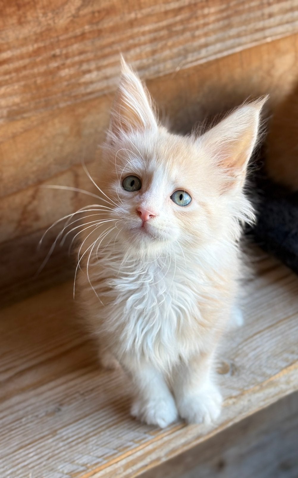 Maine Coon kittens, Meerdere dieren, Gechipt, 0 tot 2 jaar