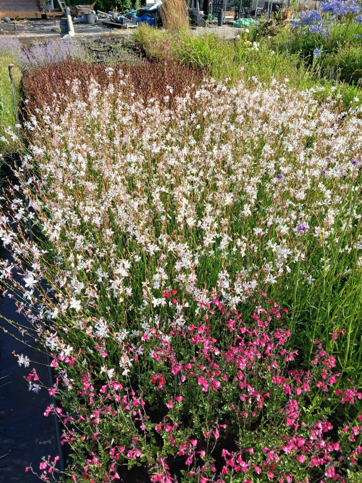 Gaura lindheimeri - Prachtige vlinderbloem 1.25 euro  stuk, Tuin en Terras, Overige soorten, Volle zon, Vaste plant, Ophalen of Verzenden