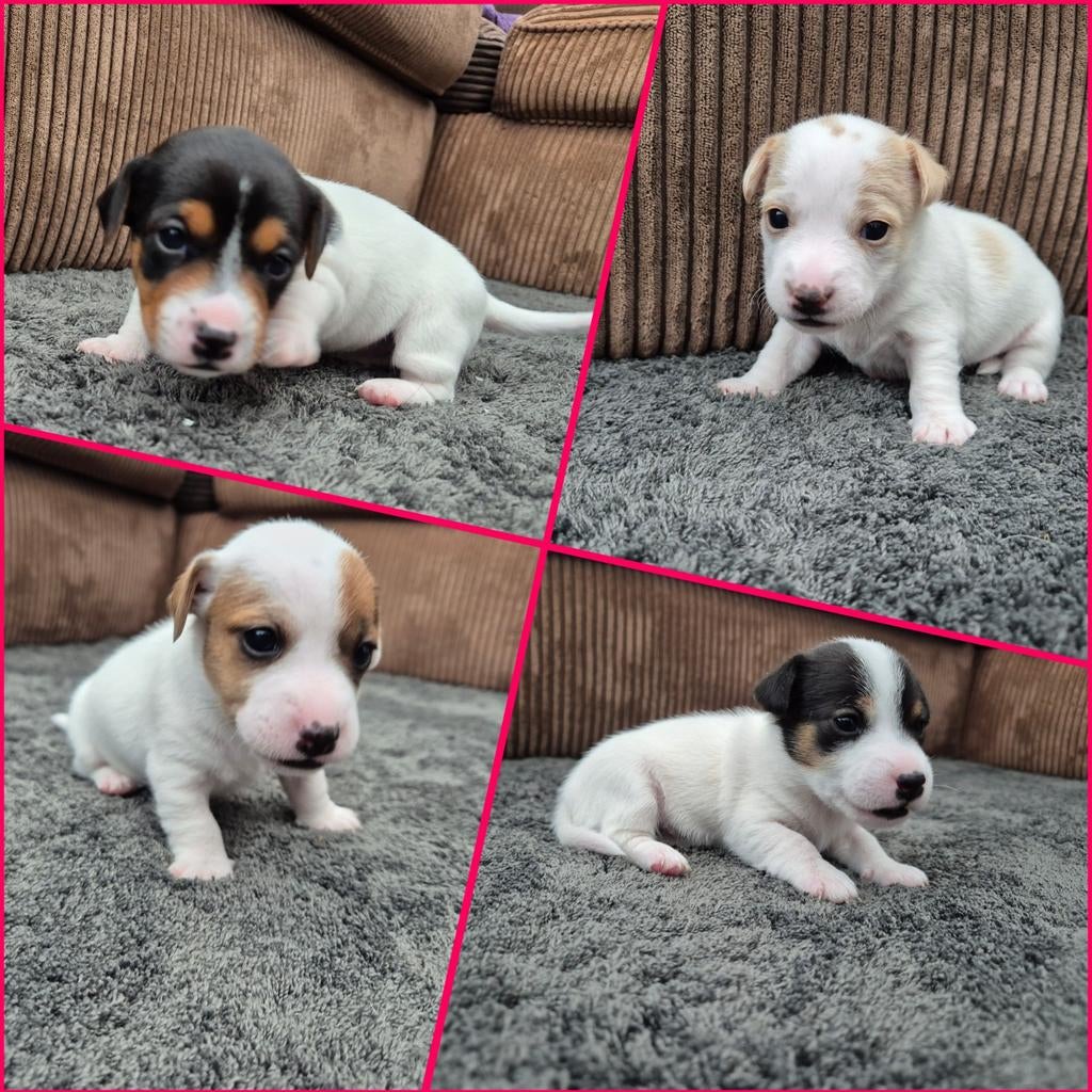 Jack russel puppy's, Jack Russell Terriër, 8 tot 15 weken, Meerdere, Meerdere dieren